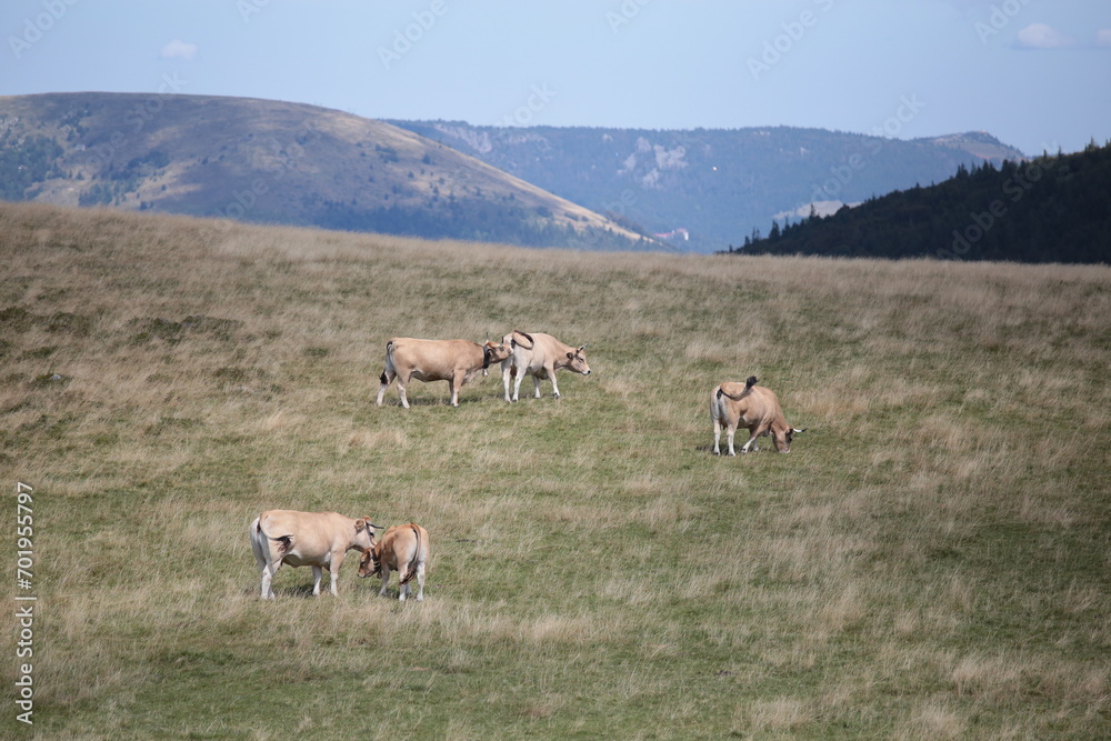 Kühe auf einer Weide in Frankreich