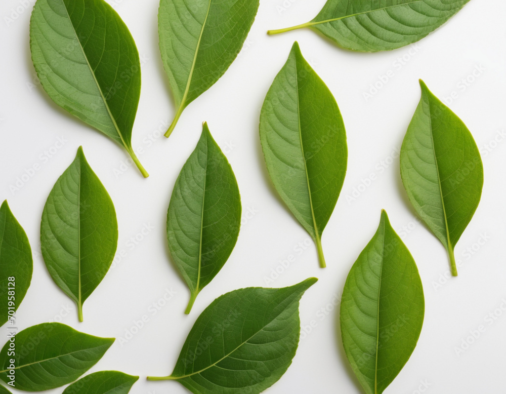 green leaves background green leaves background