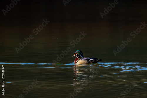Canvas Print Male wood duck moving along