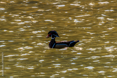 Male wood duck in choppy water