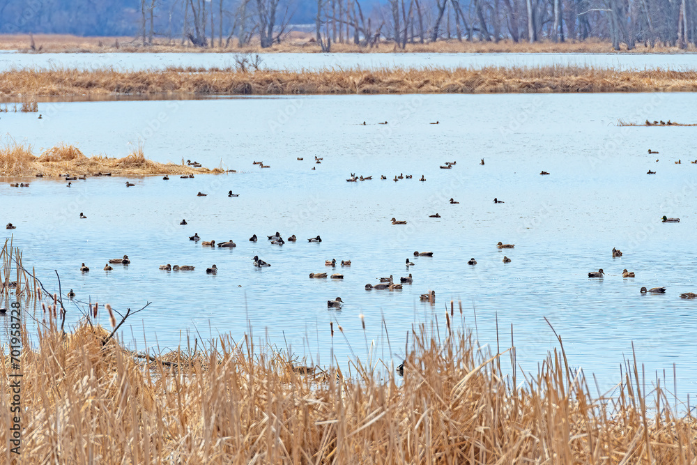 Migrating Waterfowl Along the Mississippi Flyway