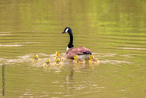 Baby geese following