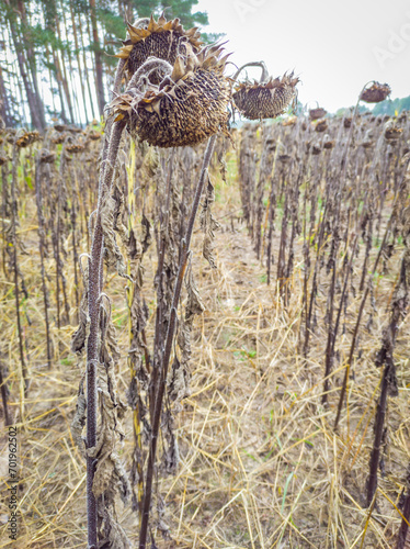 Field full of failed crops of sunflower plants, flooded with water © metapompa