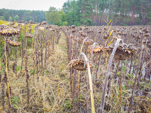 Field full of failed crops of sunflower plants, flooded with water © metapompa