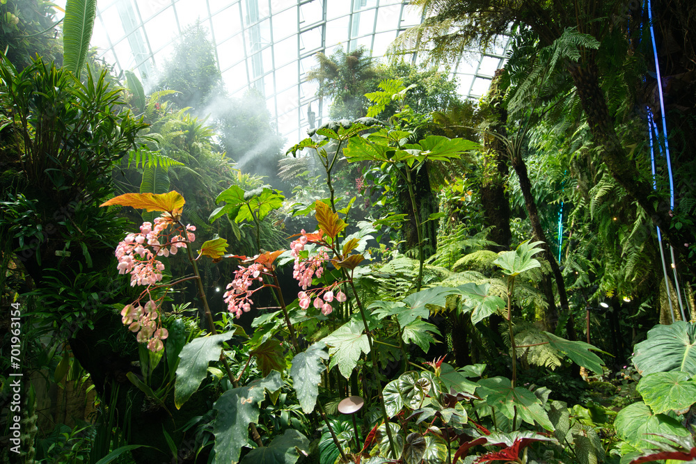 jungle inside a glass dome jungle inside a glass dome