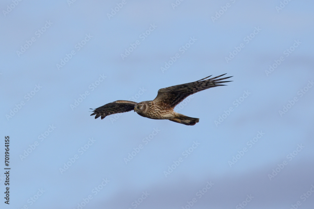 Obraz premium 飛翔するハイイロチュウヒの雌