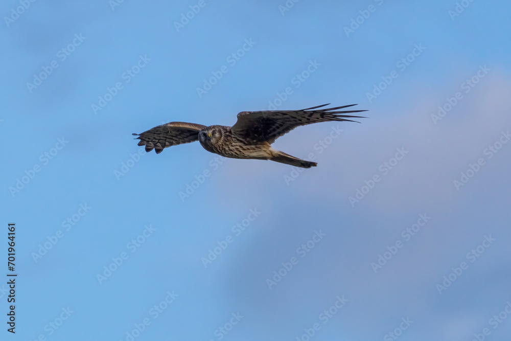 Obraz premium 飛翔するハイイロチュウヒの雌