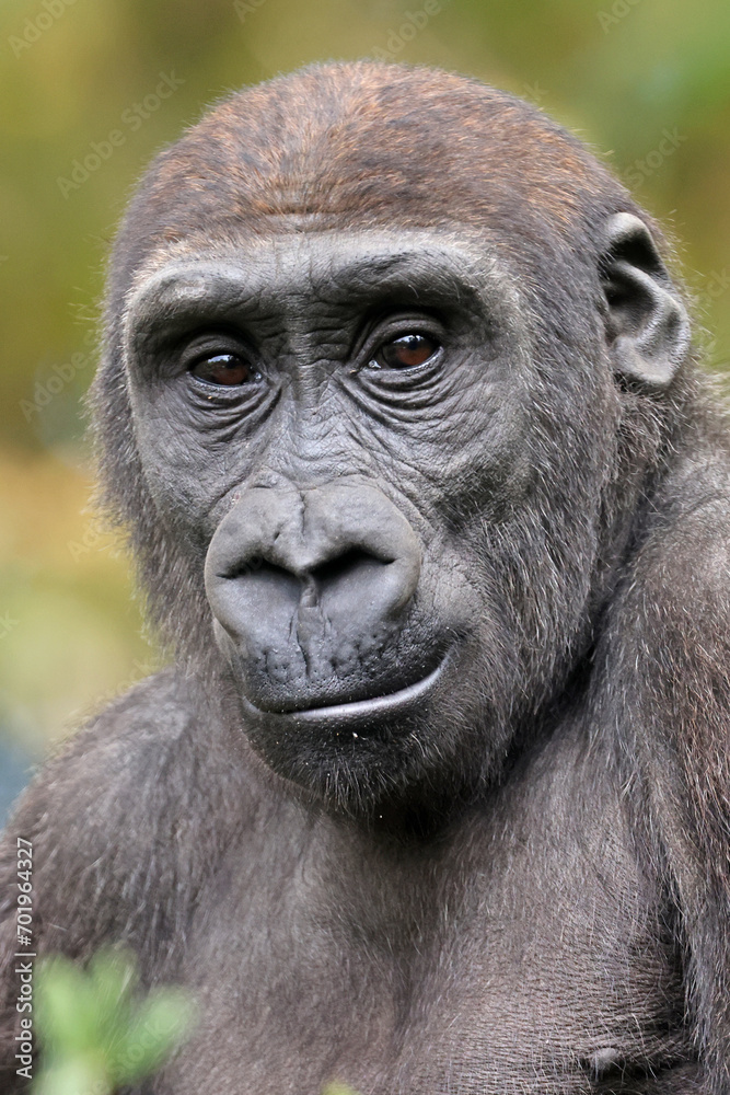 close up portrait of Gorilla, in nature close up portrait of Gorilla, in nature