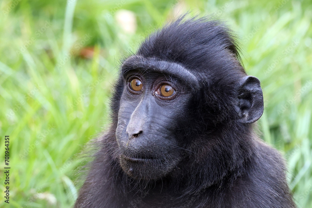 Close up view of Crested macaque (Macaca Nigra) head Close up view of Crested macaque (Macaca Nigra) head