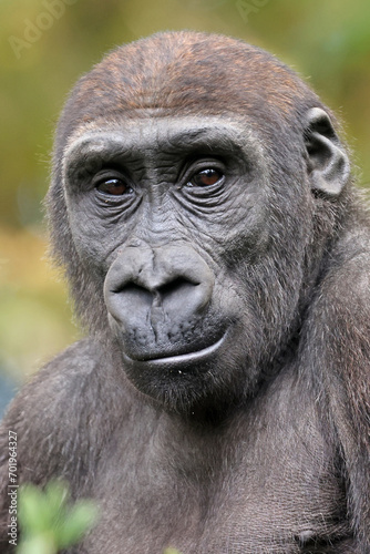 close up portrait of Gorilla, in nature © Edwin Butter