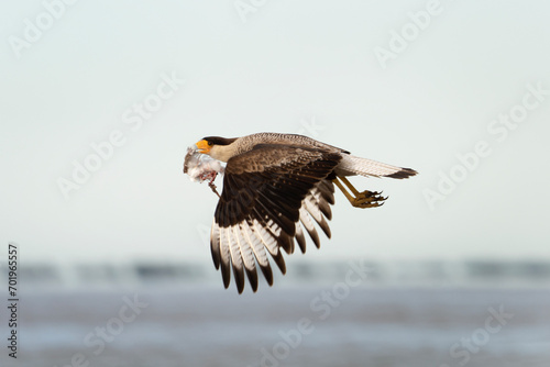 Crested caracara with its prey. Caracara plancus is flying with small bird in its beak. Common bird hunter in South America. Mexican eagle on the beach.	 photo