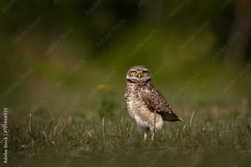Burrowing owl is sitting on its burrow in Argentina. Athene cunicularia during day near the nest. Small owl who live in burrow. Burrowing owl is sitting on its burrow in Argentina. Athene cunicularia during day near the nest. Small owl who live in burrow.