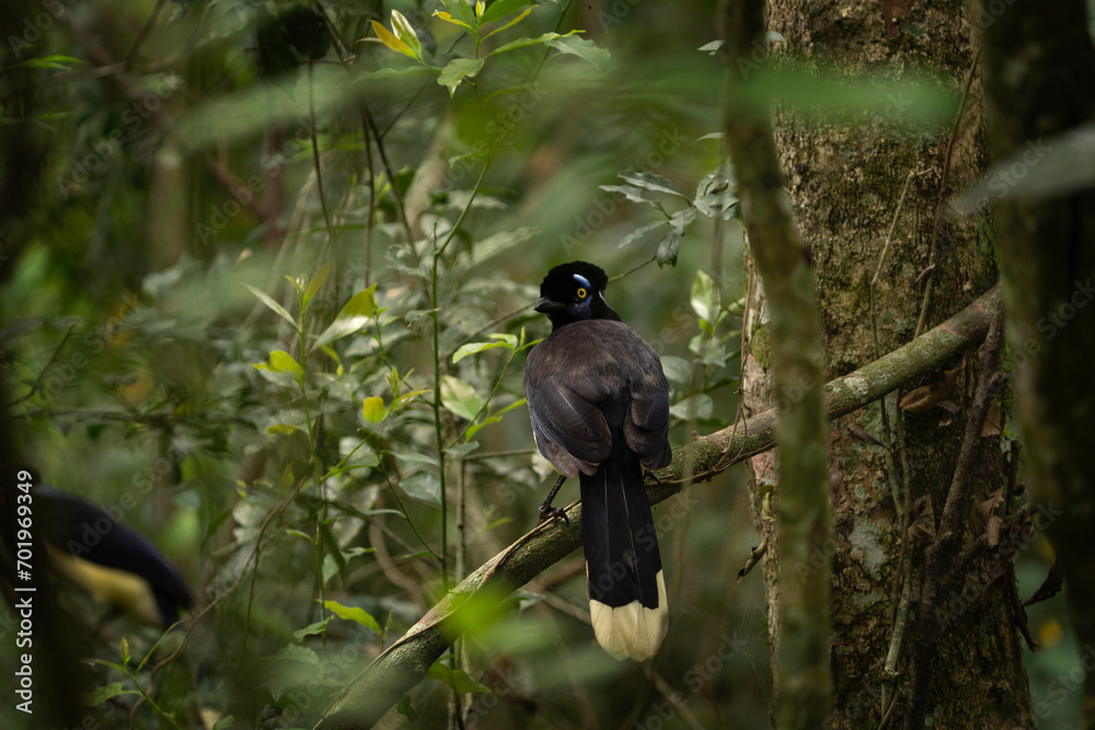 Plush crested jay is sitting on the branch in the national park Iguazu Falls. Jay in the rain forest. Black bird with white belly and blue stain on the head. Plush crested jay is sitting on the branch in the national park Iguazu Falls. Jay in the rain forest. Black bird with white belly and blue stain on the head.