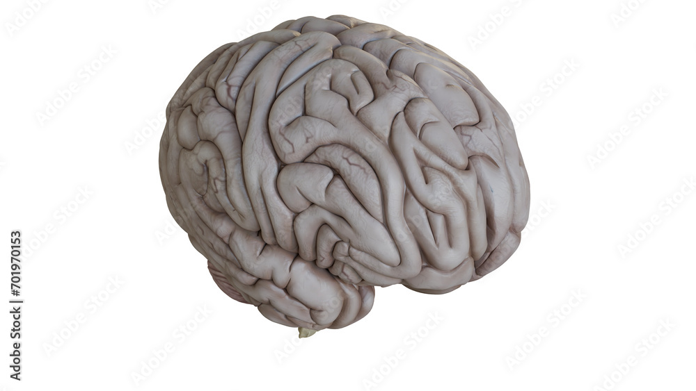 Detailed Model of Human Brain Isolated on White Background Top Front Right Side View Detailed Model of Human Brain Isolated on White Background Top Front Right Side View