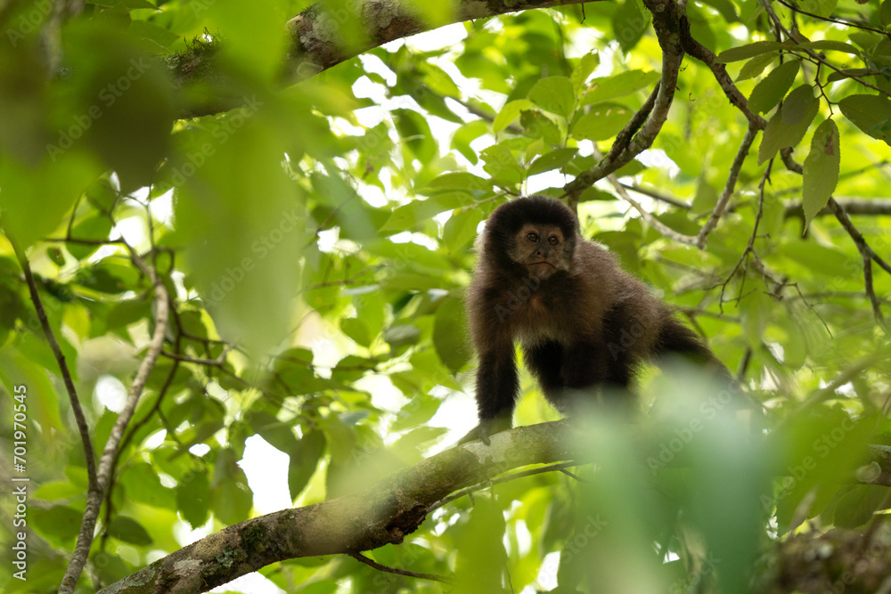 Black capuchin monkey in Iguazu falls national park. Sapajus nigritus in the rainforest. Small dark monkeys is climbing up in Argentina forest.