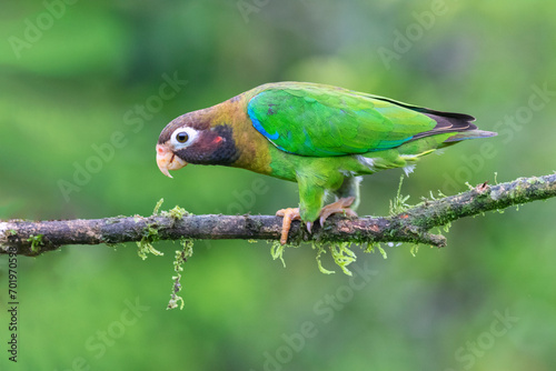 Brown-hooded Parrot (Pyrilia haematotis) at La Laguna del Lagarto Lodge, Boca Tapada, San Carlos, Costa Rica photo