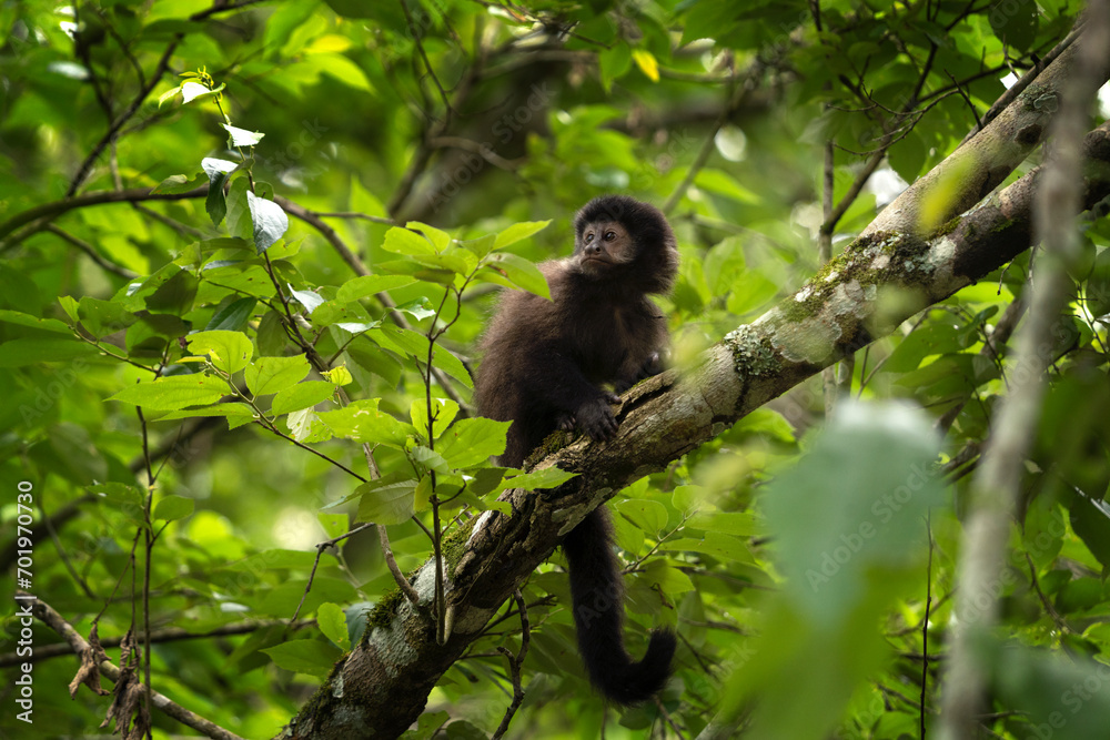 Black capuchin monkey in Iguazu falls national park. Sapajus nigritus in the rainforest. Small dark monkeys is climbing up in Argentina forest. Black capuchin monkey in Iguazu falls national park. Sapajus nigritus in the rainforest. Small dark monkeys is climbing up in Argentina forest.