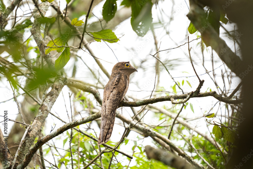 Rare common potoo in the forest. Long tailed potoo in national park Iguazu falls. Rare common potoo in the forest. Long tailed potoo in national park Iguazu falls.