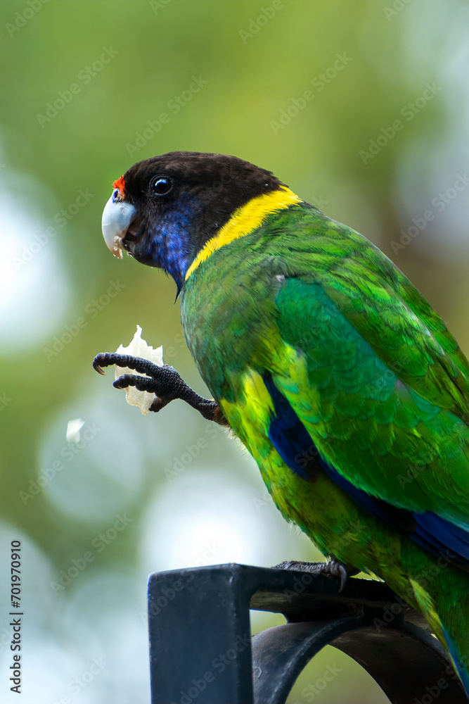 An Australian Ringneck also known as the Twenty-eight Parrot,