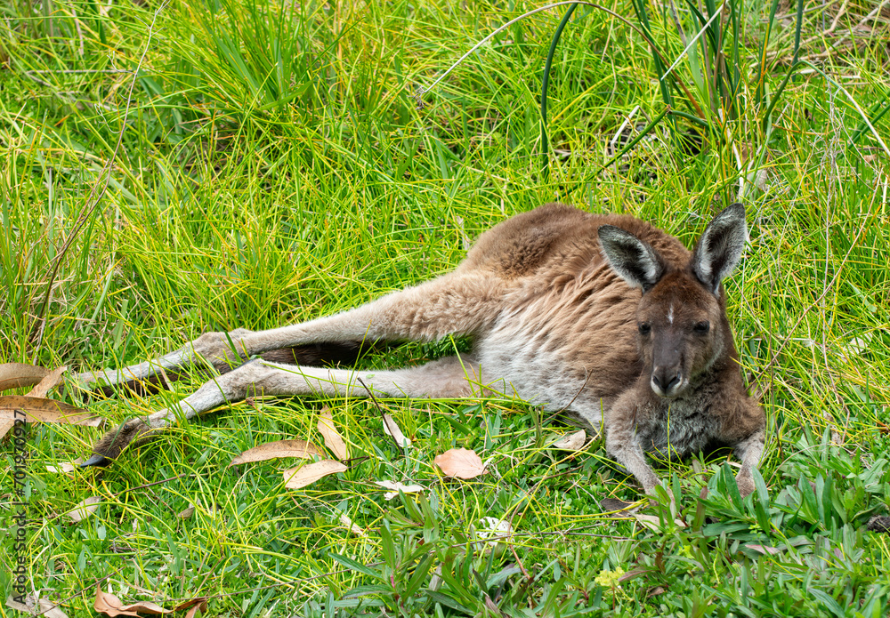 Australian Kangaroo resting on side on green grass