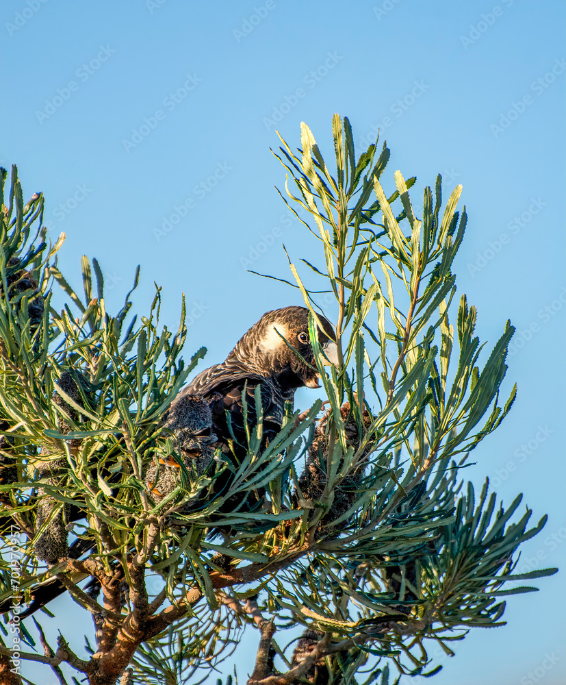 The Short-Billed Black Cockatoo (Calyptorhynchus latirostris), also known as Carnaby's Black Cockatoo, is a large black cockatoo endemic to southwest Australia.