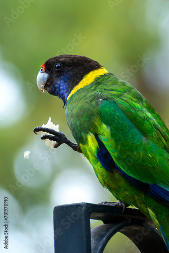 Obraz na płótnie An Australian Ringneck also known as the Twenty-eight Parrot, w salonie