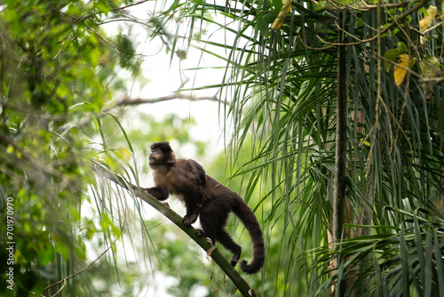 Black capuchin monkey in Iguazu falls national park. Sapajus nigritus in the rainforest. Small dark monkeys is climbing up in Argentina forest. photo