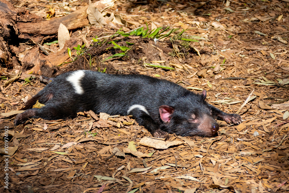 Tasmanian devil streched out sleeping Tasmanian devil streched out sleeping