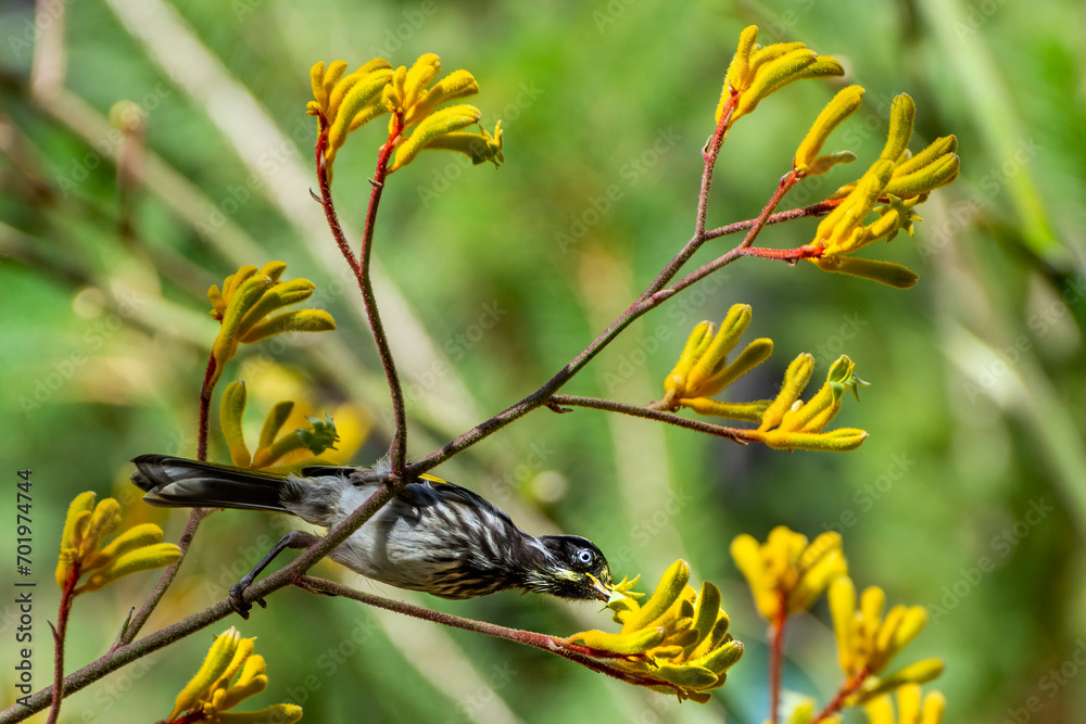 New Holland Honeyeater bird (Phylidonyris novaehollandiae) perching on a Kangaroo Paw Flower