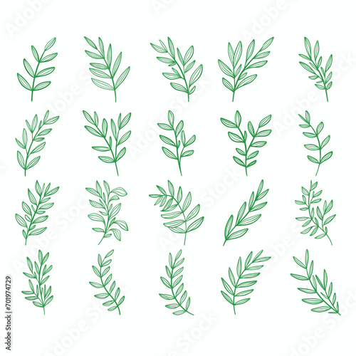 Vector collection of hand drawn leaves. Hand drawn decorative elements.