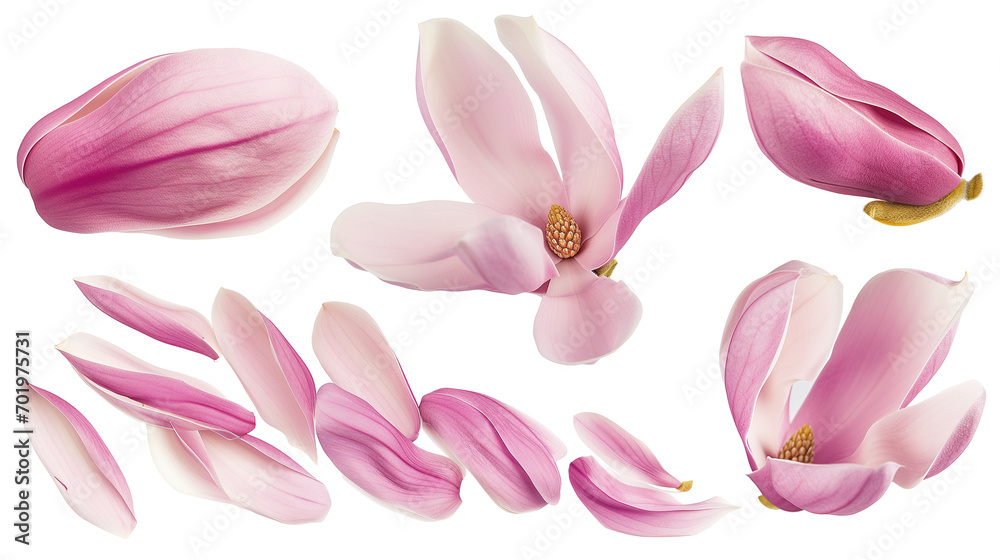 Set of spring season pink magnolia flowers petals isolated on background.