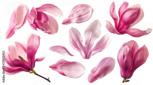Set of spring season pink magnolia flowers petals isolated on background. photo