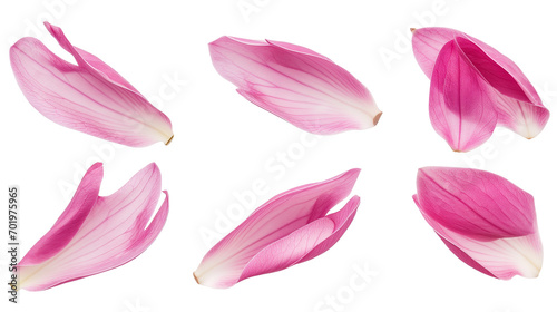 Set of spring season pink magnolia flowers petals isolated on background.