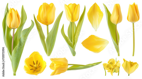 Realistic yellow tulips with petals set on transparent background