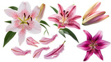 Set of springtime lily flowers and petals isolated on transparent background.