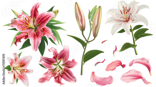 Set of springtime lily flowers and petals isolated on transparent background.