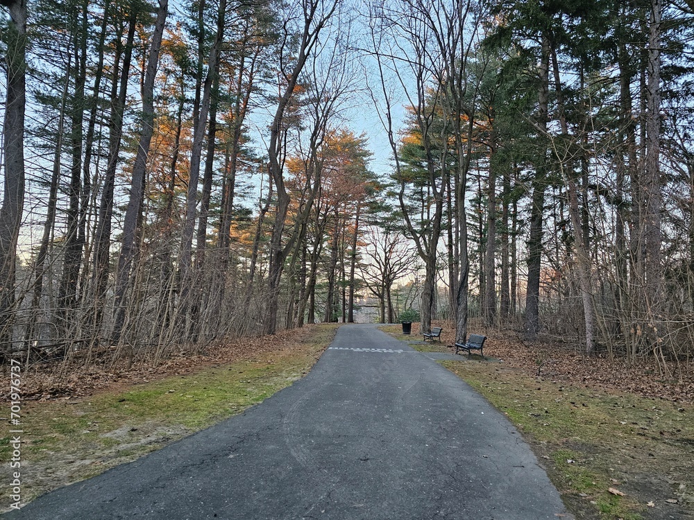 Obraz premium road in the forest