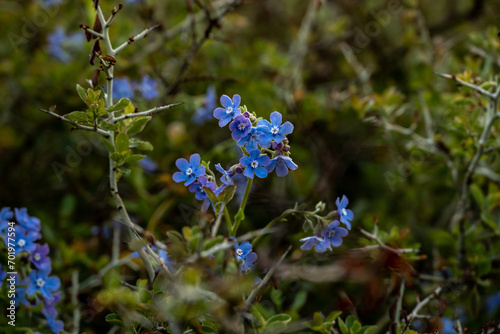 Stickseed Blossoms Growing on Bush in Yosemite photo