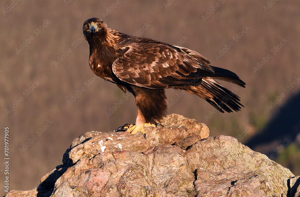 Fototapeta premium un majestuoso aguila real en españa