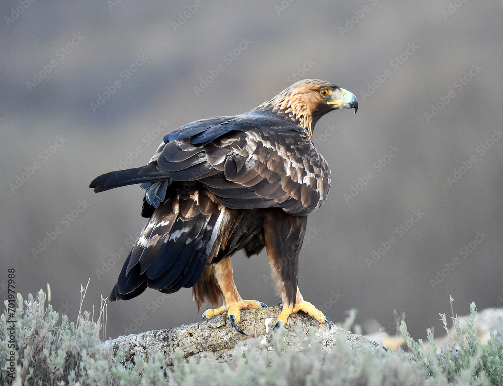 Fototapeta premium un majestuoso aguila real en españa