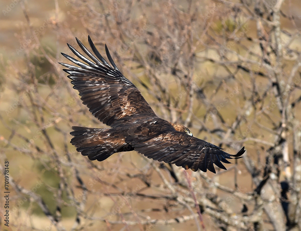 Fototapeta premium un aguila real en una montaña en españa