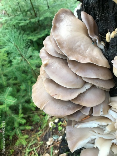 Oyster. Mushrooms growing on a tree