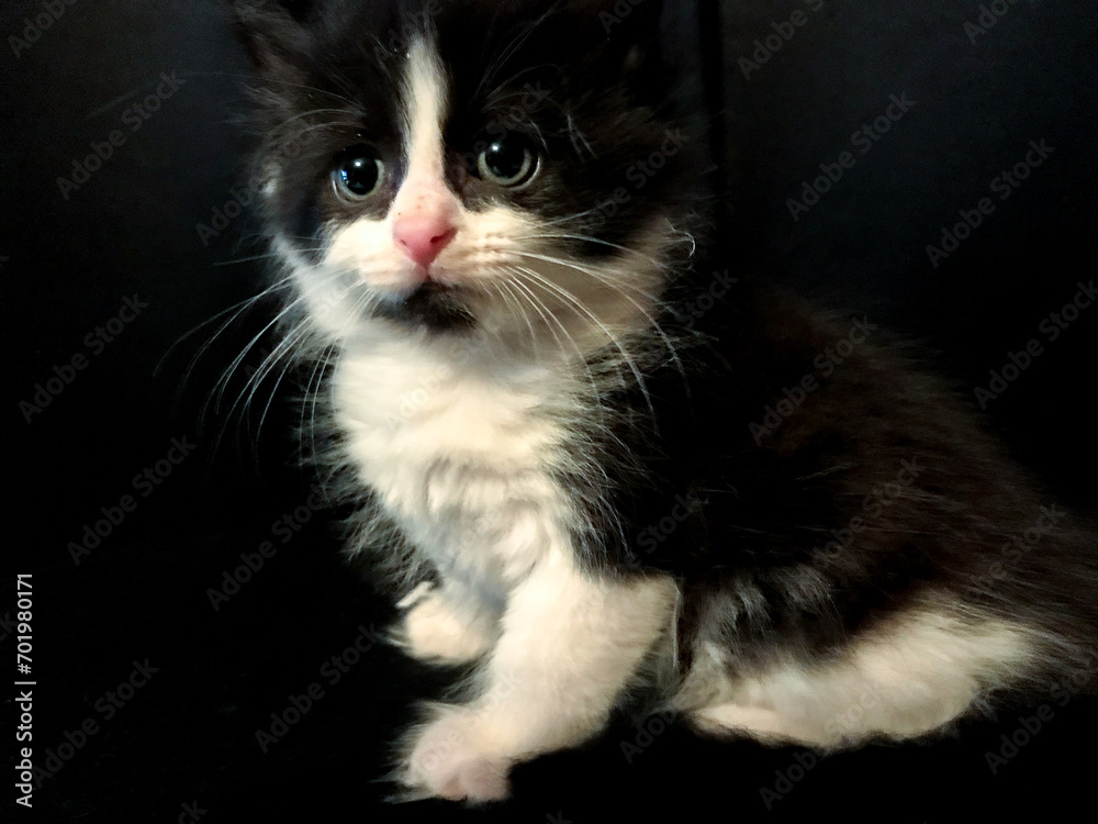 Purfect tuxedo kitten portrait on black back drop