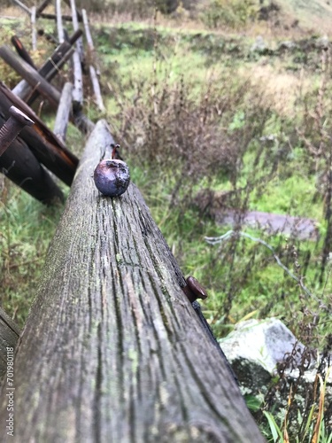 An eaten old plum on a rickety old fence