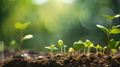 Planting seeds natural leaf growth isolates agricultural life growing new young spring photo