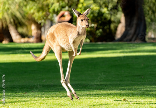 Obraz na płótnie Kangaroo in Yanchep National Park Perth WA w salonie