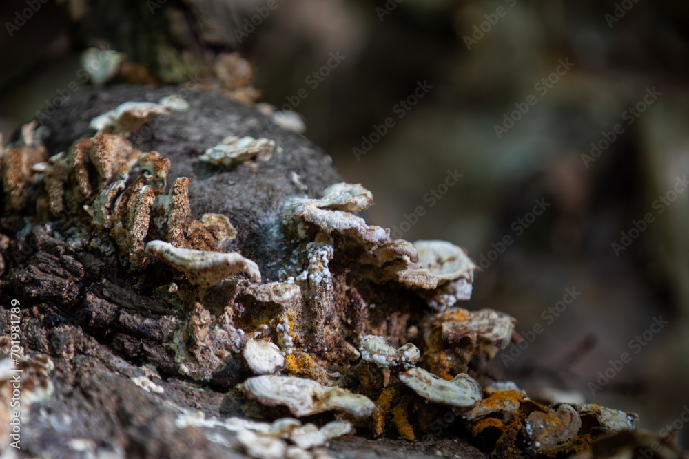 Mushrooms growing along a hiking trail in northern Ontario. Mushrooms growing along a hiking trail in northern Ontario.