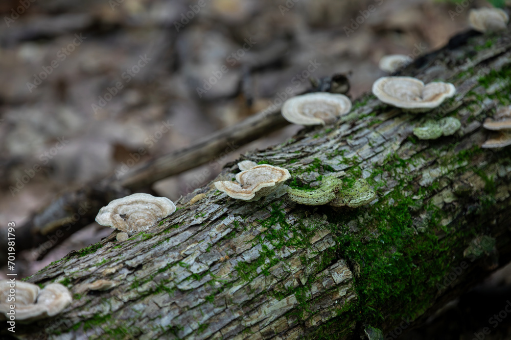 Mushrooms growing along a hiking trail in northern Ontario. Mushrooms growing along a hiking trail in northern Ontario.