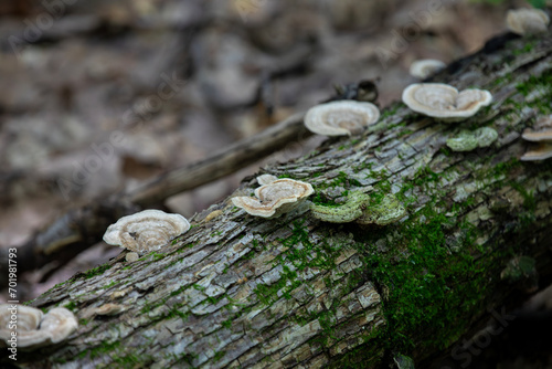 Mushrooms growing along a hiking trail in northern Ontario.
