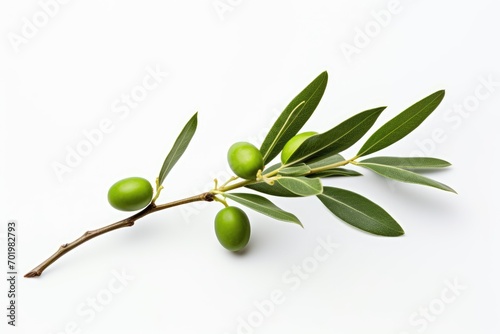 A white background with a green olive branch photo photo